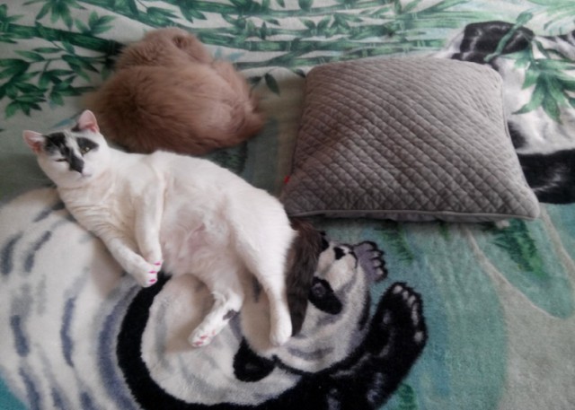 Котовторник 11.09.18.