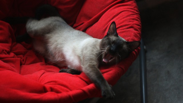 It's Catursday Fever! (Котовторник)