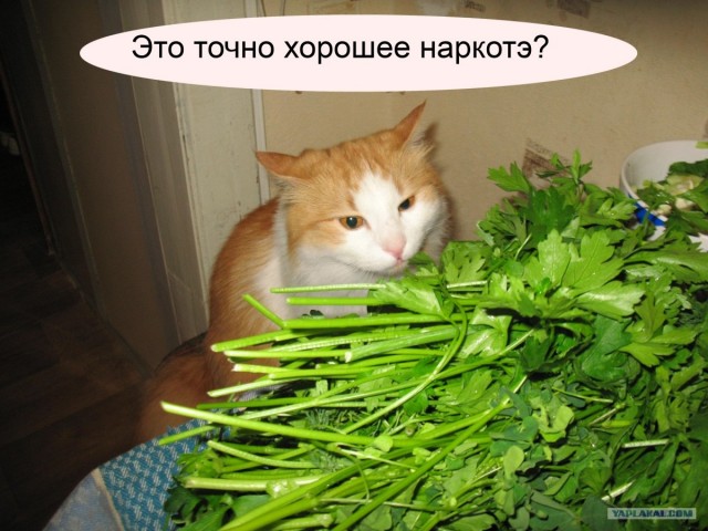 Супер-котофото на котовторник
