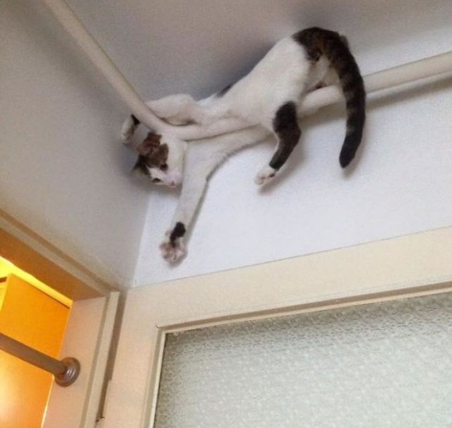 Прикольных котов пост