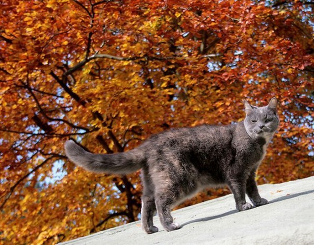 Котовторник! 11.10.11