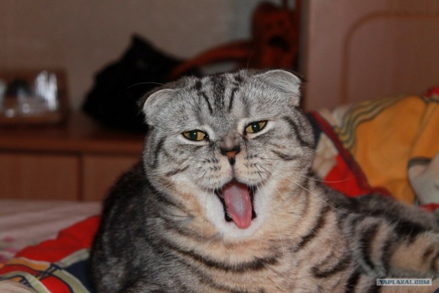 Котовторник (31.01.2012)