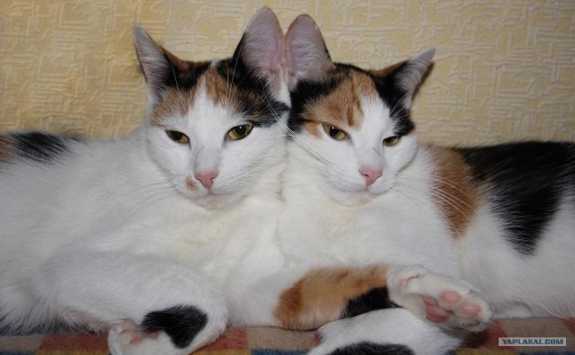 Котовторник 20.03.2012