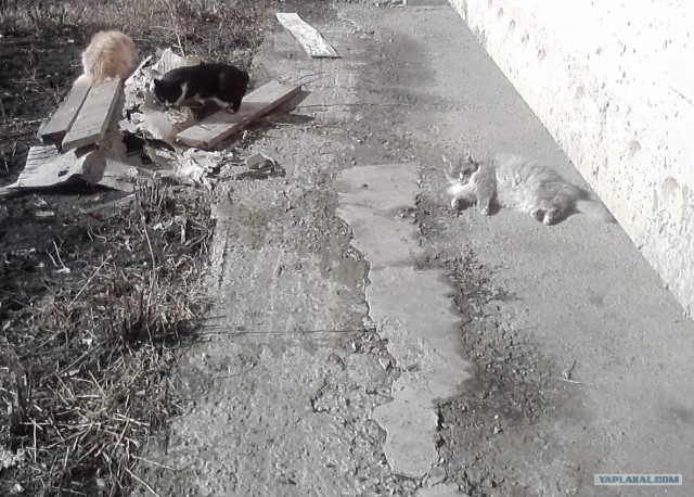 Котовторник 27.03.2012