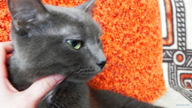 Котовторник  от 3.04.2012