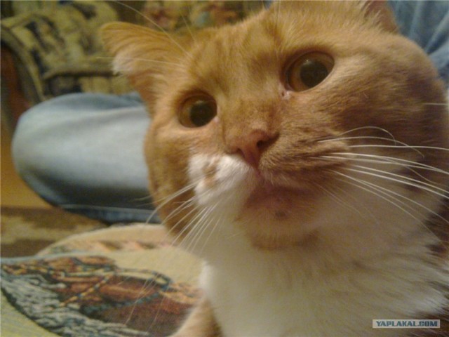 Котовторник 17.04.2012