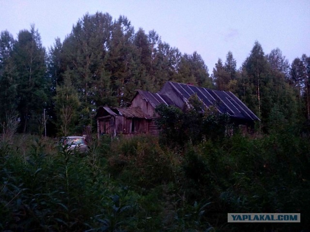 Вепсская тайга летом или Старый Бор