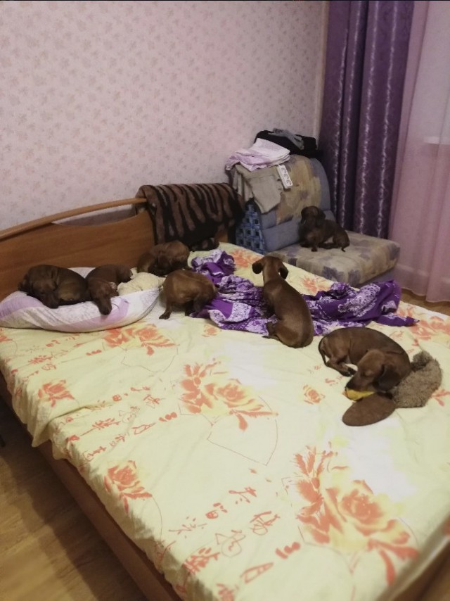 Милые животные. Мимиметр сломался