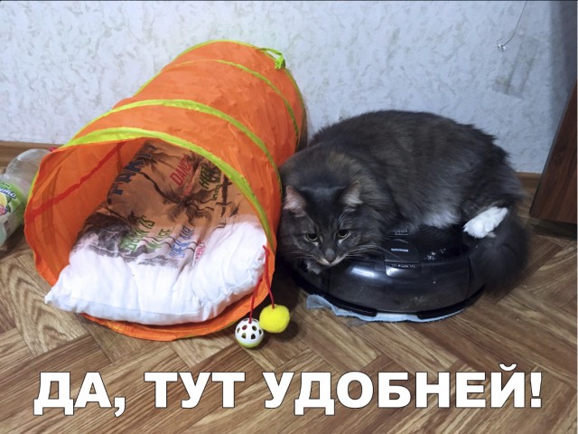 Забавные фото котеек