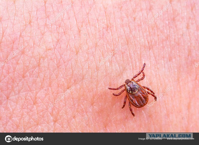 Каникулы в деревне