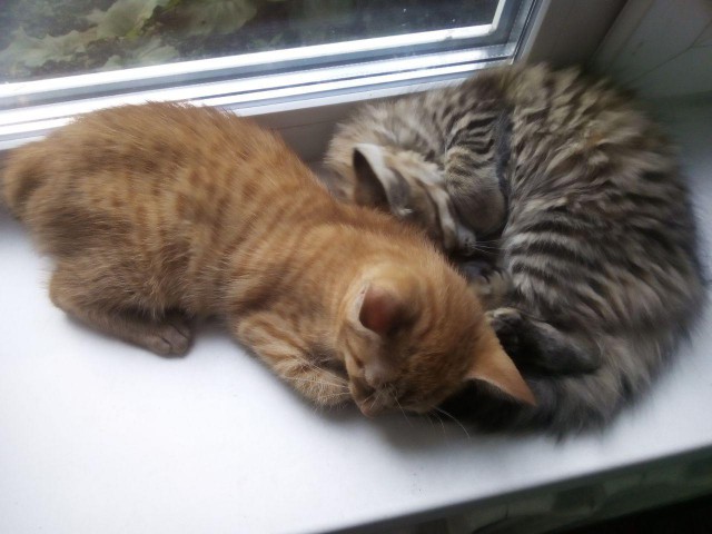 Во имя великого котовторника!