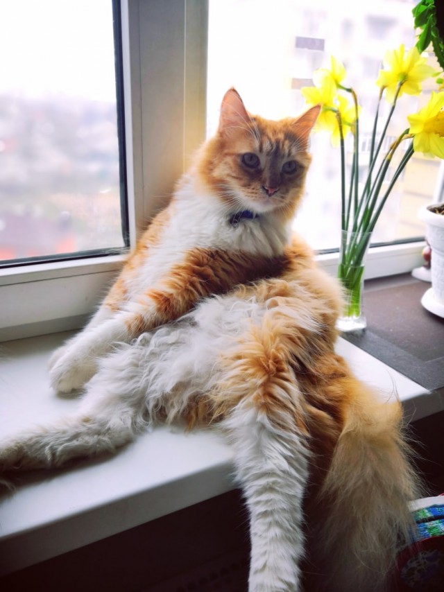 Забавные картинки с котами из сети
