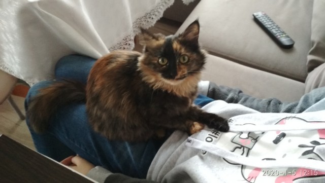 Котовторник 28.01.2020