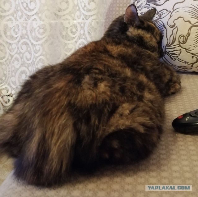 ̶К̶о̶р̶о̶н̶  Котовторник!