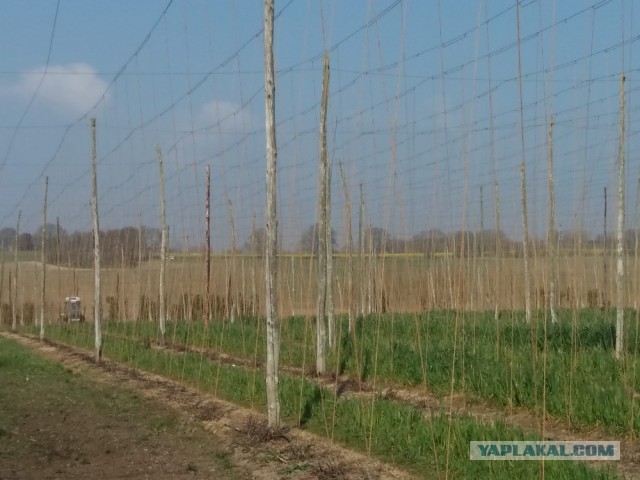 ЯП вокруг света. Германия, Австралия, Китай...