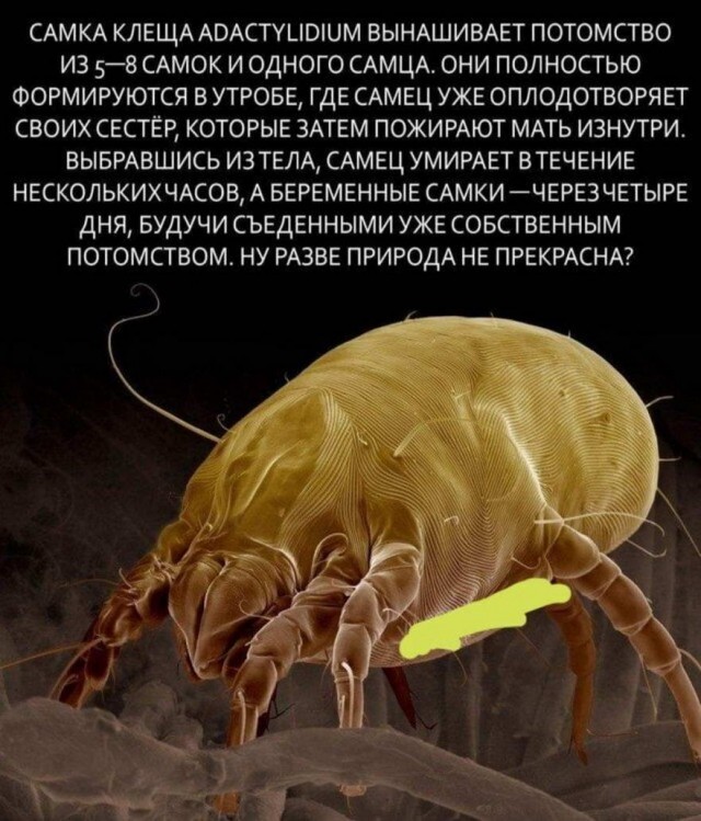 Бредзона 17.04.2020