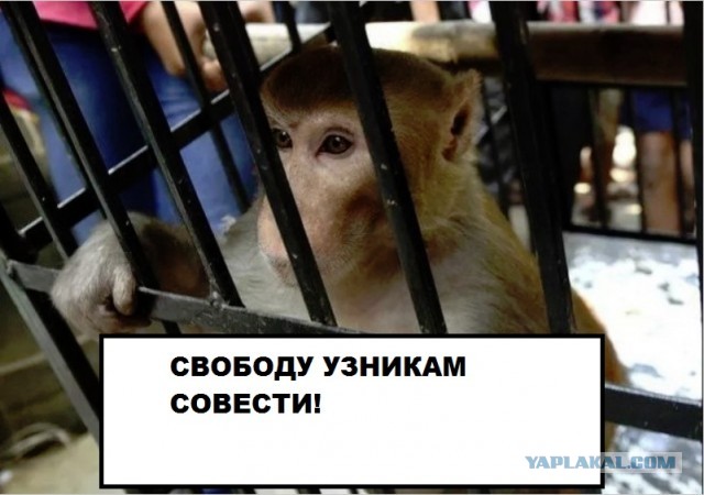 Москвичи устраивают пикеты на балконах, готовясь к онлайн-митингу «За жизнь!»