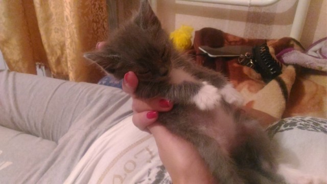 Котовторник