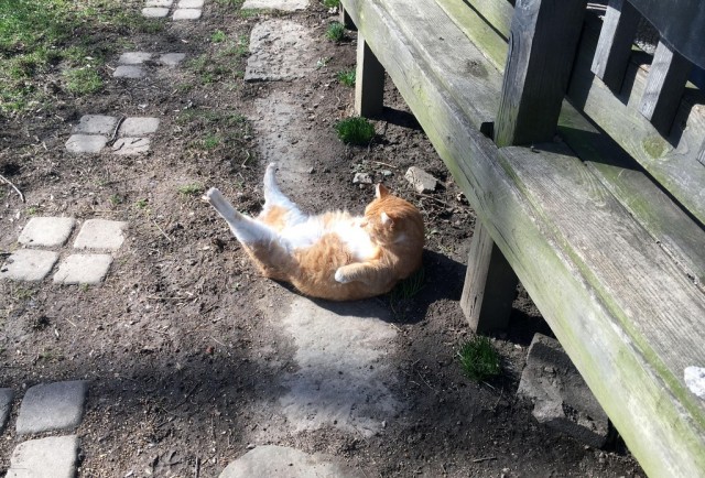 Котейки и солнышко