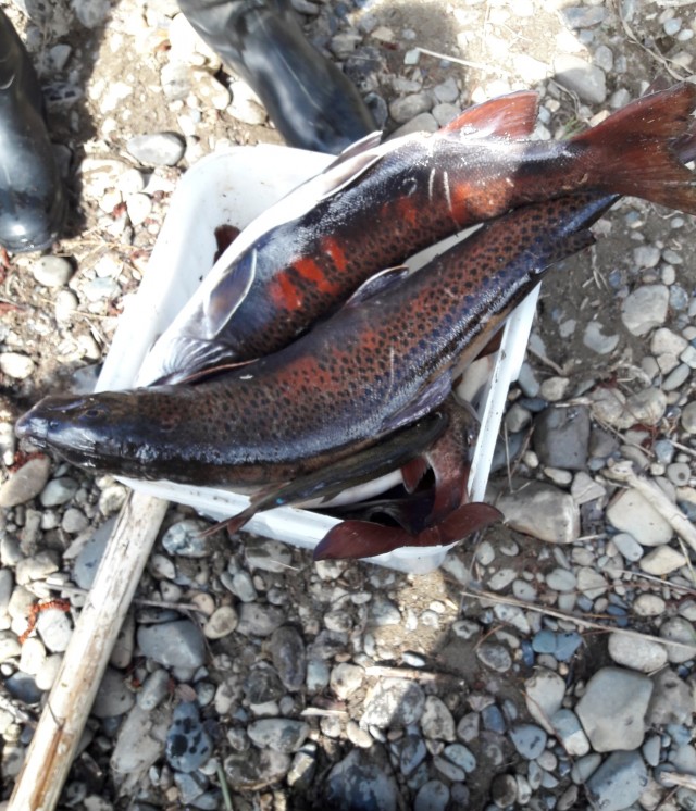 Лето, речка, караси