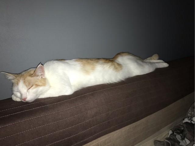 Котовторник же!