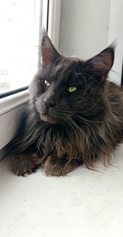 Котовторник