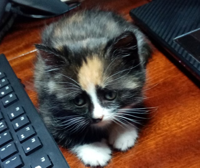Солнце котовторника уже встало, Господа!