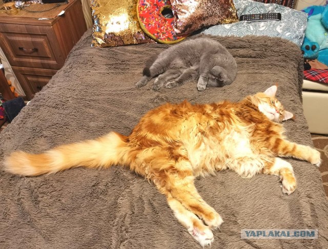 Вторник. Котэ. Пора