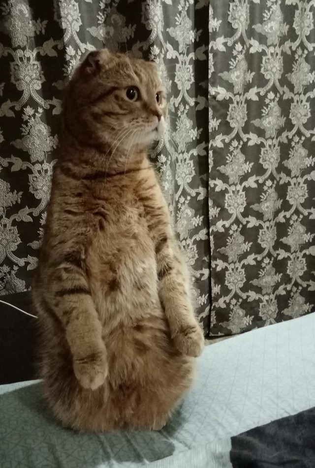 Котовторник 25.01.22