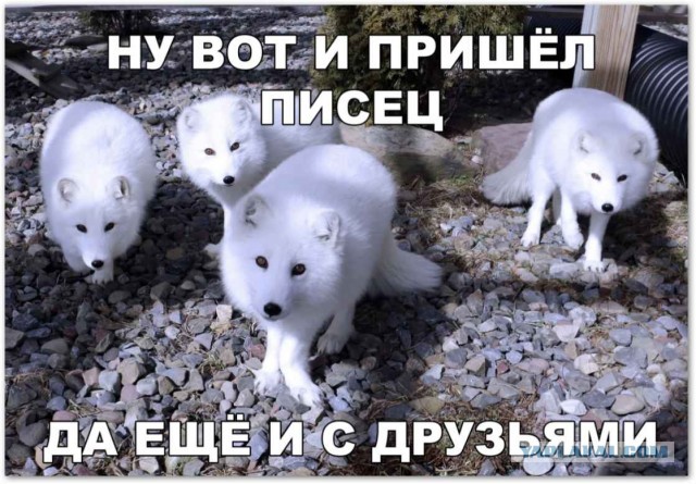 Северный зверёк все ближе?