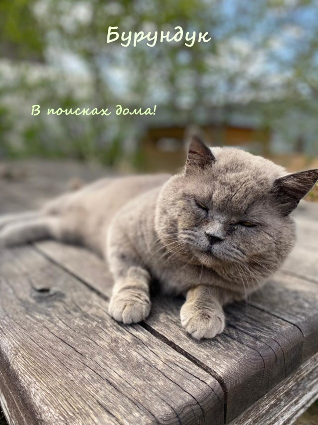 Жизнь домашнего приюта "Котоленд" 334