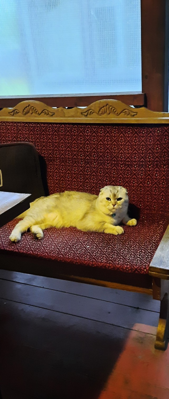 Котовторнику быть