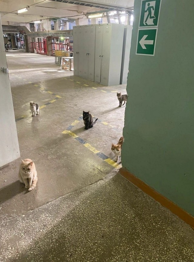 Коты ишачат на заводе