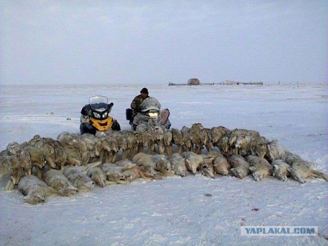 Засилье волков. Чистильщики-снайперы (18+)