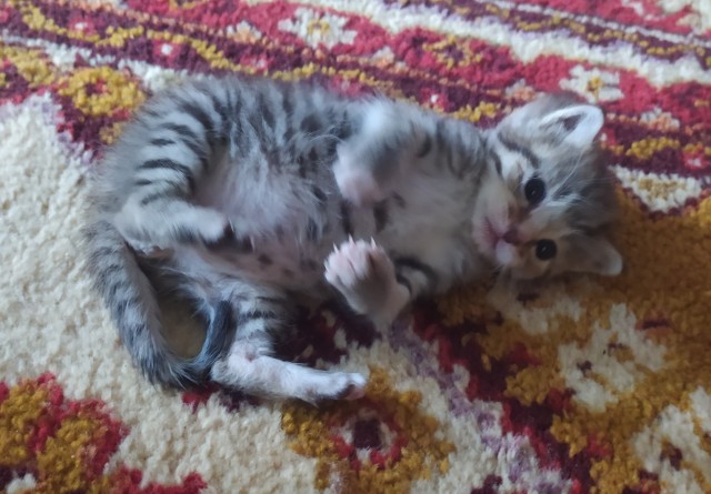 КотоФторник 23.08.22