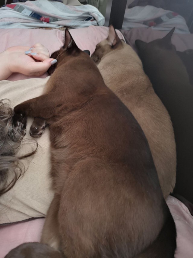 А как вы спите с котиком?