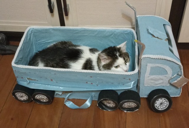 Ловушки для котов