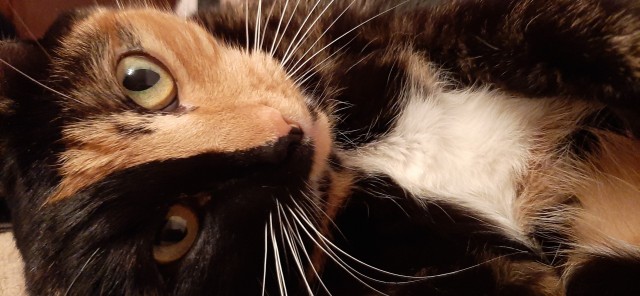 Мой котовторник..