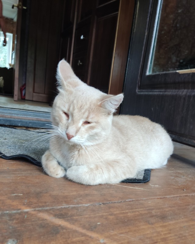 Котовторник Рыжих