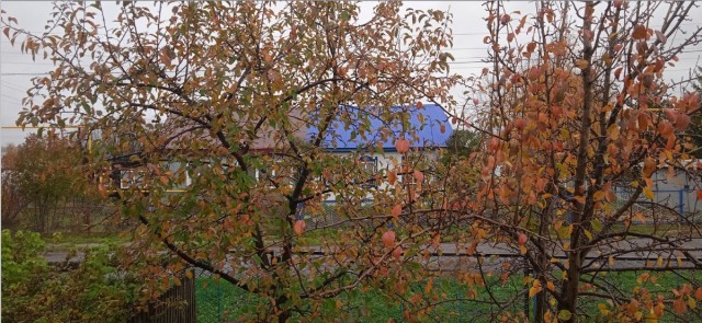 Краски осени