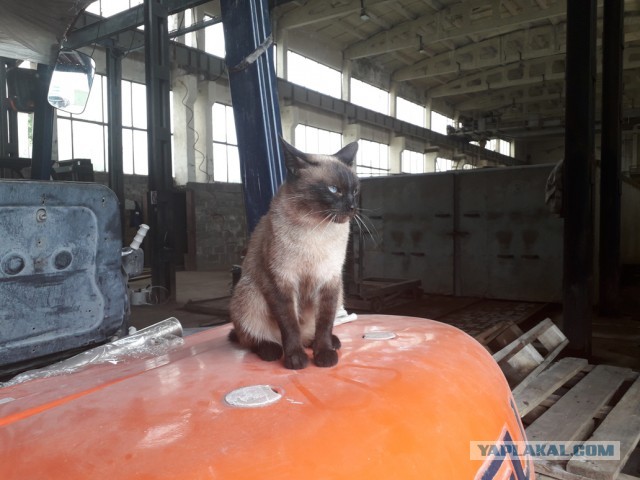 Очень производственные коты
