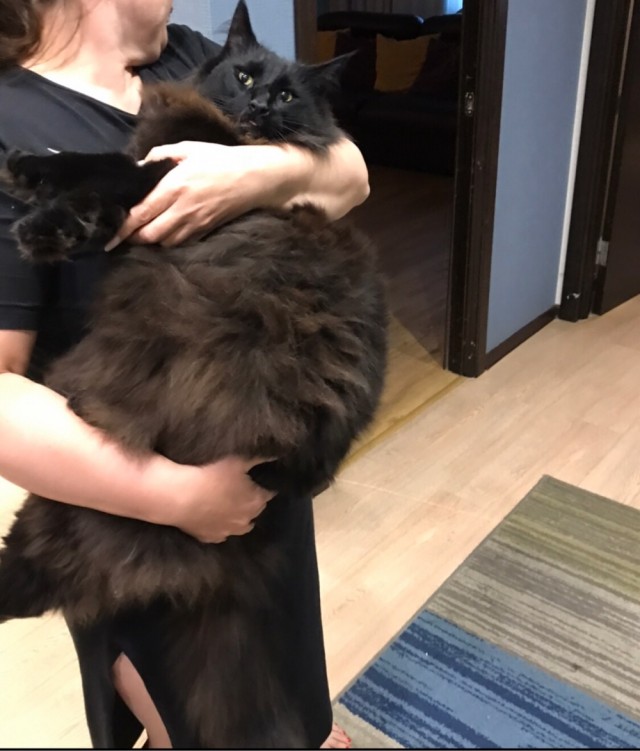 Быстрорастущий кот