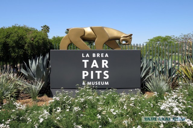 Битумные озера Ла-Брея (La Brea Tar Pits)