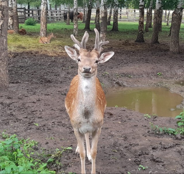 Веселая ферма: куча новостей!