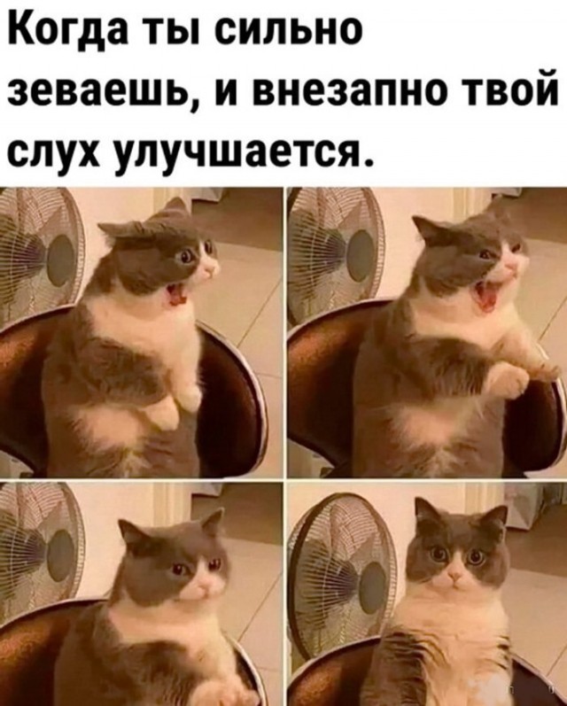Куча веселых картинок
