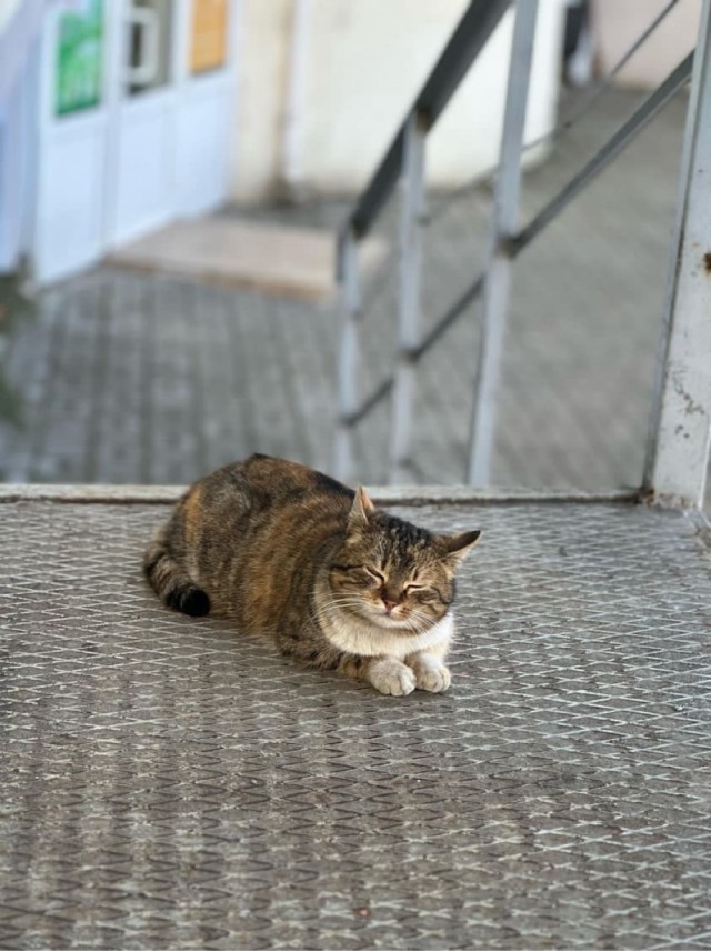 У меня живёт кошка.