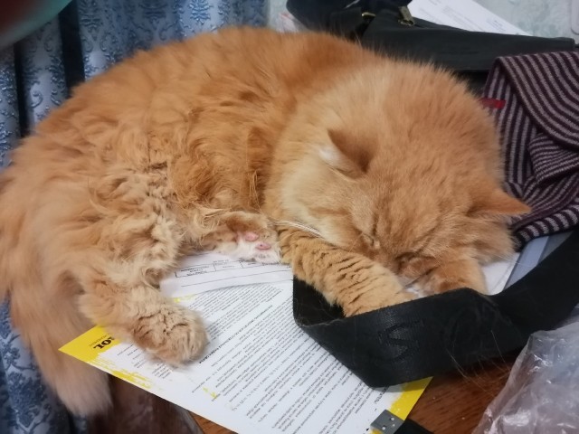 Заболел кот