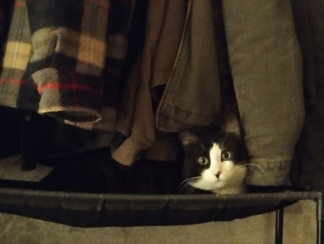 Спящий кот