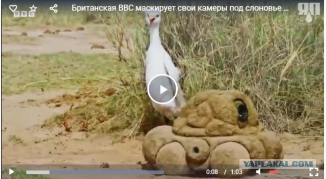 Британская BBC маскирует свои камеры под слоновье говно для наблюдения за живой природой.