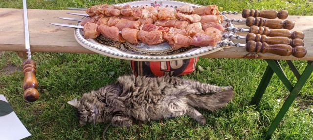 Котовторник. Вожделеет